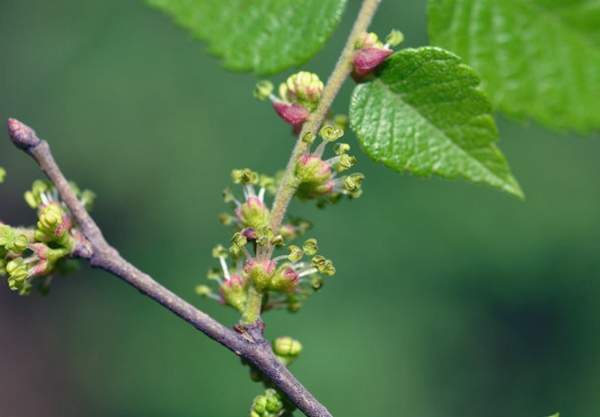 櫸樹(shù)花