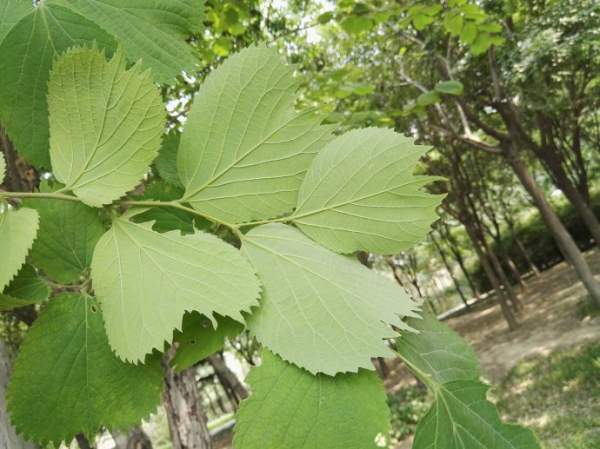 大葉樸樹(shù)圖片